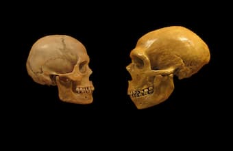 A human skull on the left, versus a Neanderthal skull on the right.