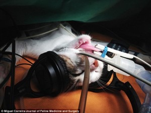 The cats were played clips of music through headphones while undergoing surgery, shown above, a heart monitor attached to their tongue measured their pulse and scientists recorded the diameter of their pupils
