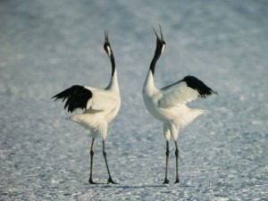 tim-laman-a-pair-of-japanese-or-red-crowned-cranes-engage-in-a-courtship-dance