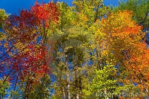 colorful-leaves-autumn-9809705