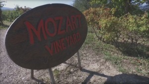mozart vineyard image