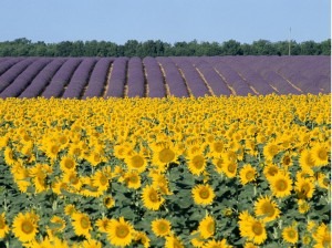 sunflowers and lavendar 