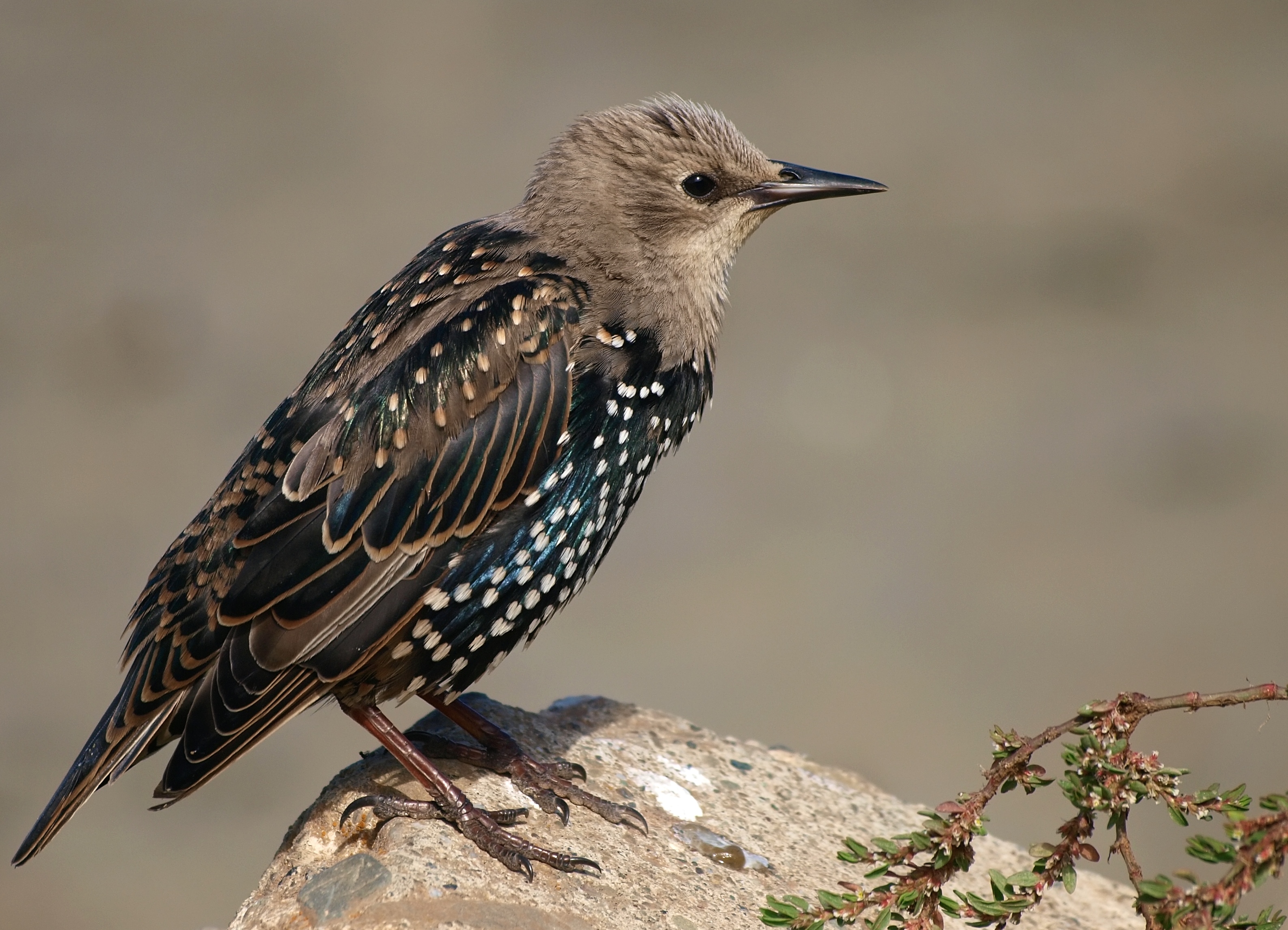 Mozart's pet Starling 