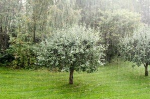 Trees in the rain 