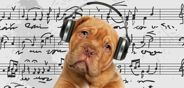 Animals In Classical Music Interlude