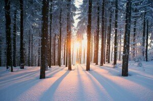Sunset against the trees