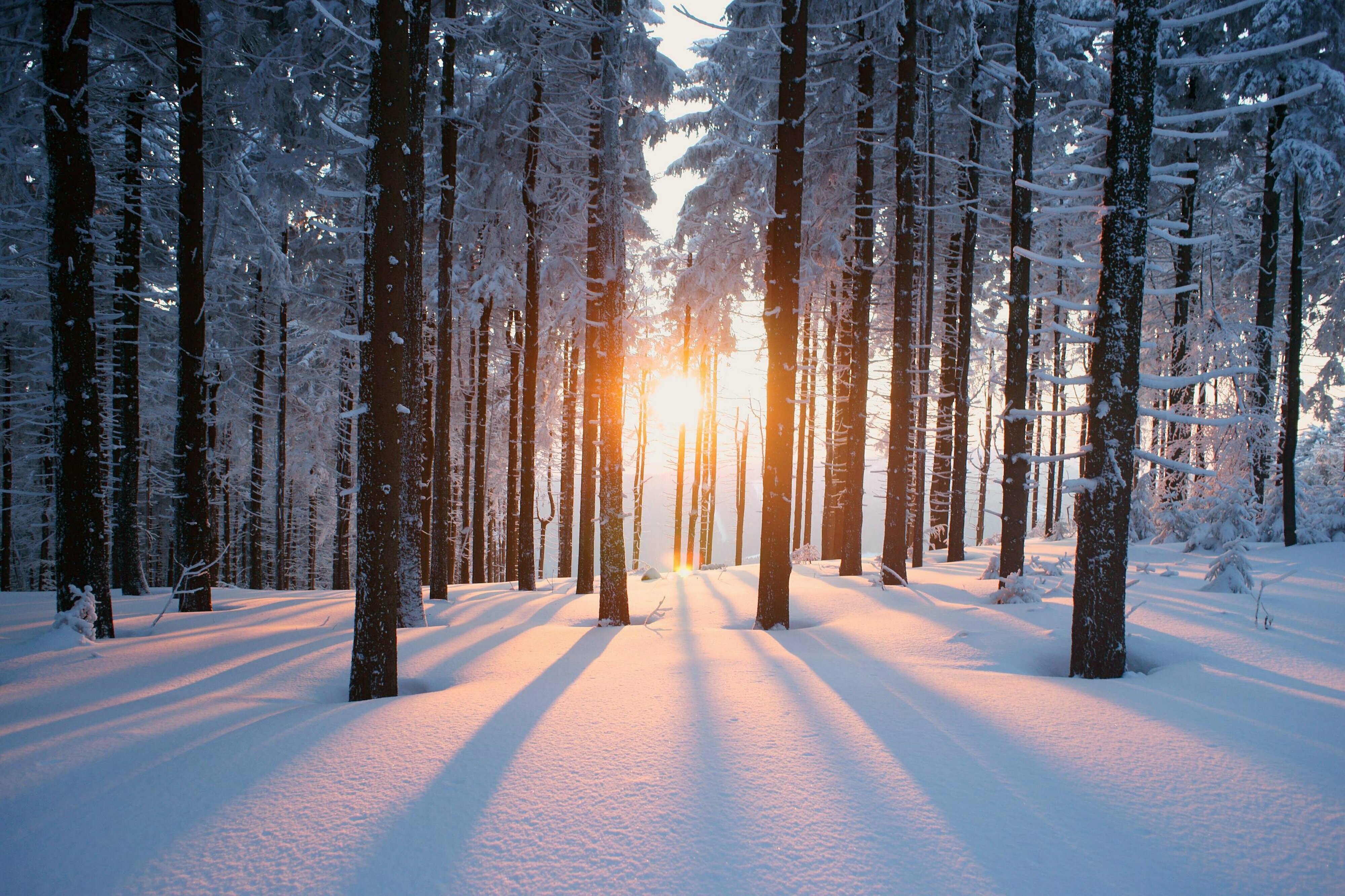 Sunset against the trees 