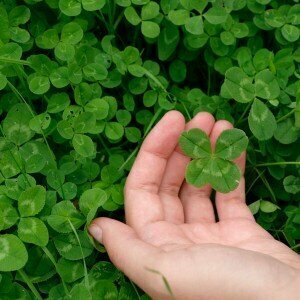 Four-leaf clover 