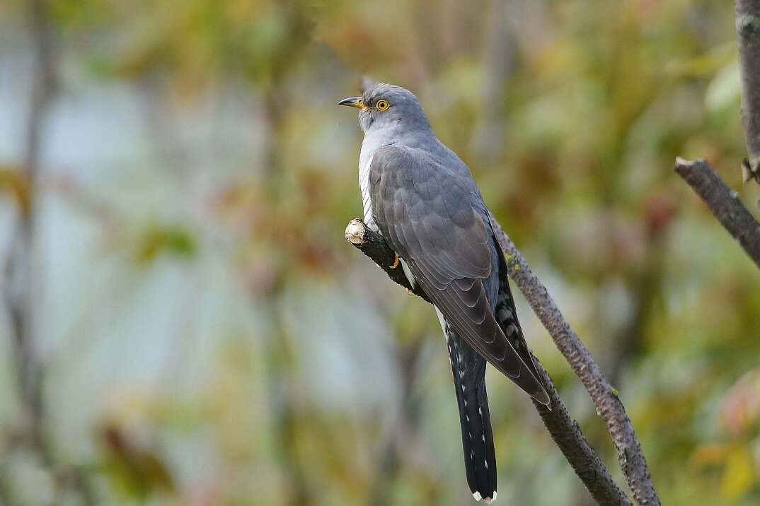 Russian cuckoo
