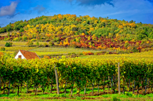 tokaj-travel-guide