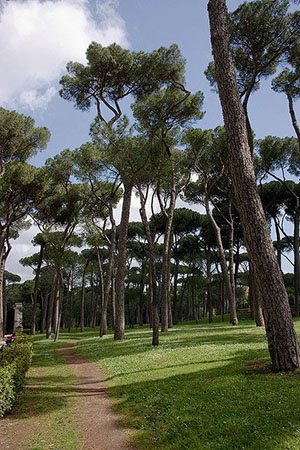 The pines at the Villa Borghese 