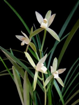 Orchid grass