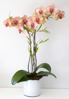 orchid plant