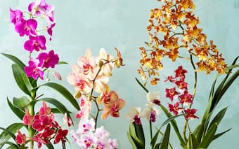 Colourful orchids