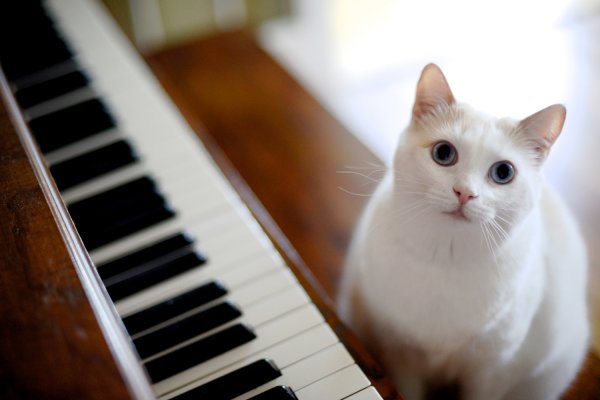 classical music composed for cat lovers