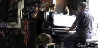 British pianist plays tunes to soothe Thailand’s hungry monkeys