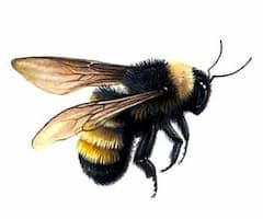 Flying Bumble Bee 