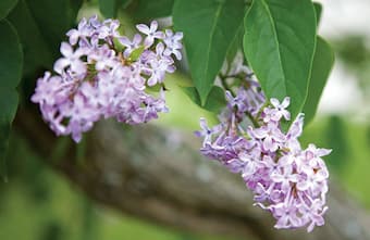 lilacs