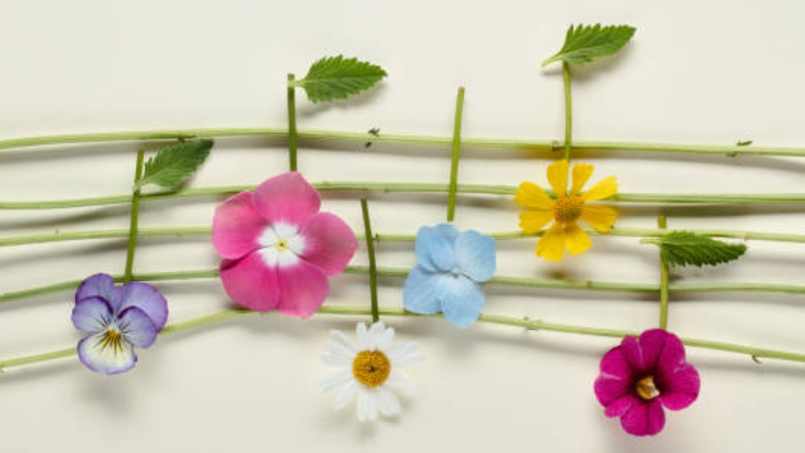 classical music notes flowers spring