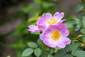 wild rose