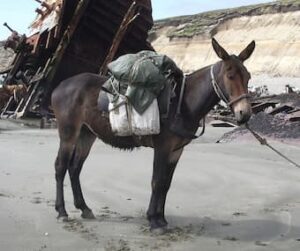 Another mode of transportation: a mule