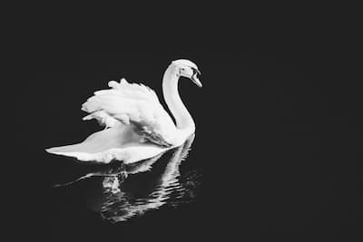 Swan and classical music