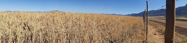 wheat field