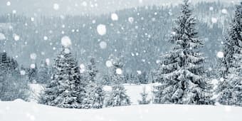 Pine trees in Christmas snow