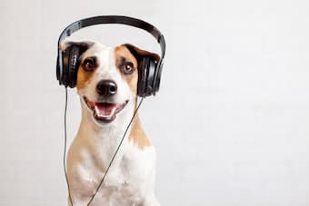 Music offers many benefits to dogs and cats