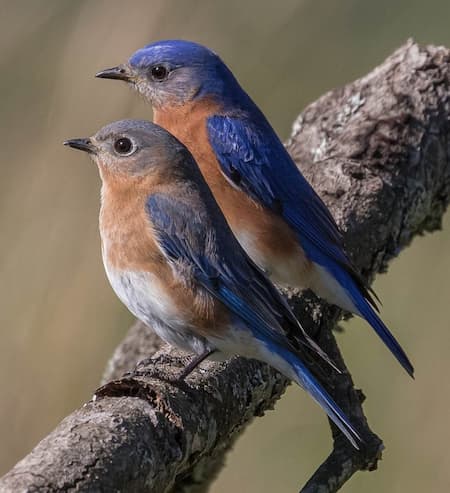 Eastern Bluebirds (Gena Flanigen)