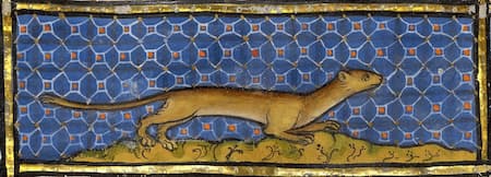 Medieval Weasel