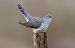 Cuckoo (Edmund Fellows)