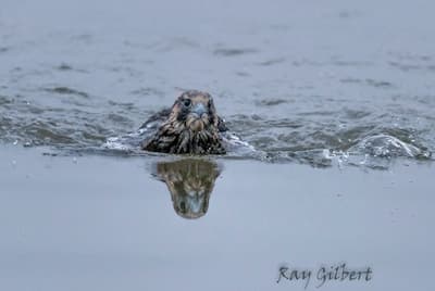 Falcon Swimming