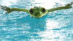 Frog Swimming