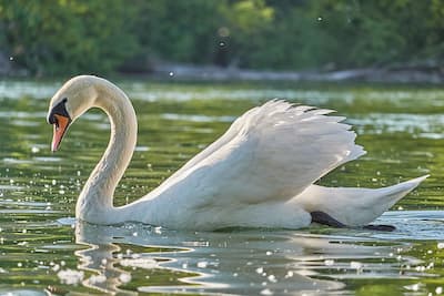 Swan Swimming