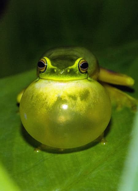 Frog preparing to speak