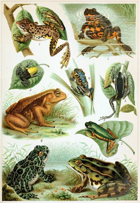 Frogs in classical music