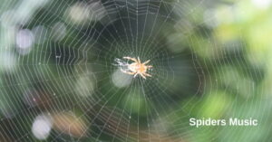 Spider-inspired classical music