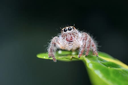 Tiny spider magnified