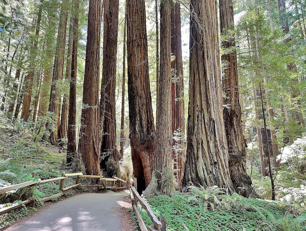 Muir Woods, 2022 (photo by Marty Aligata)