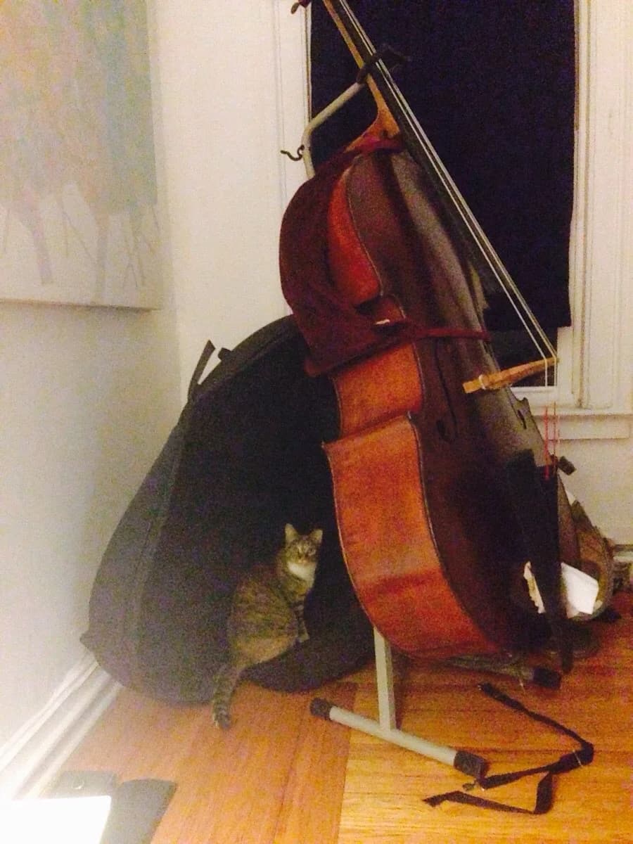 A cat in a cello case