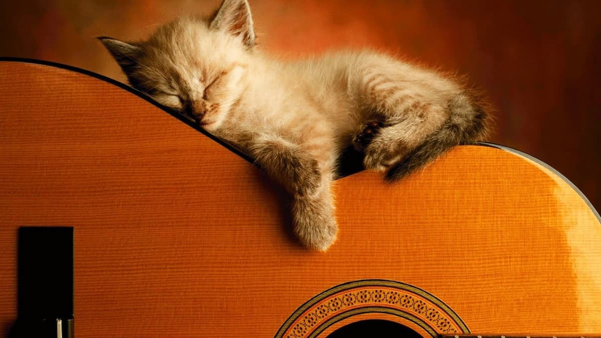A cat sleeping on a guitar