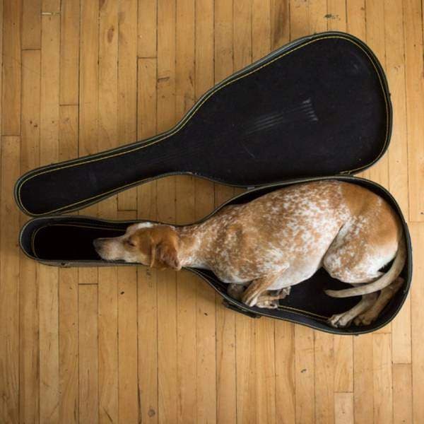 A cat inside a cello case