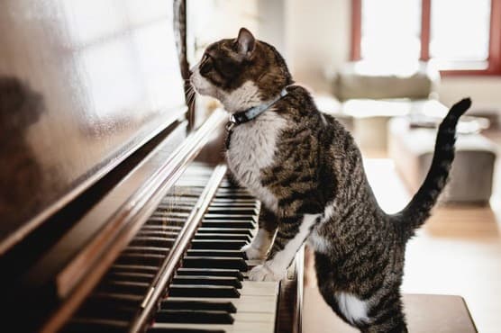 A cat playing the piano