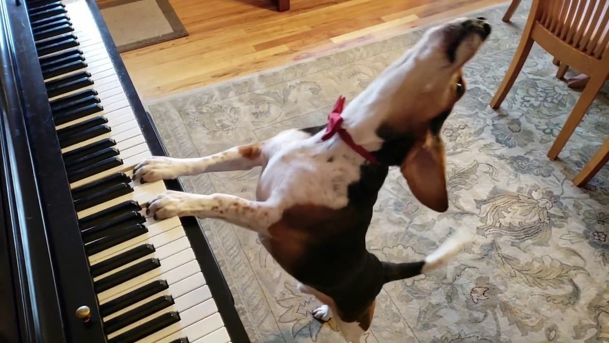 A dog playing the piano