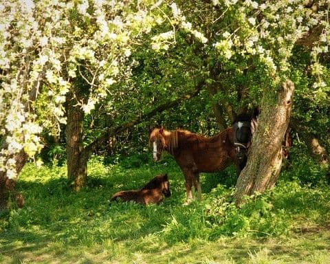 Horse in Apple Orchard