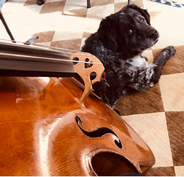 Dog looking at the cellist