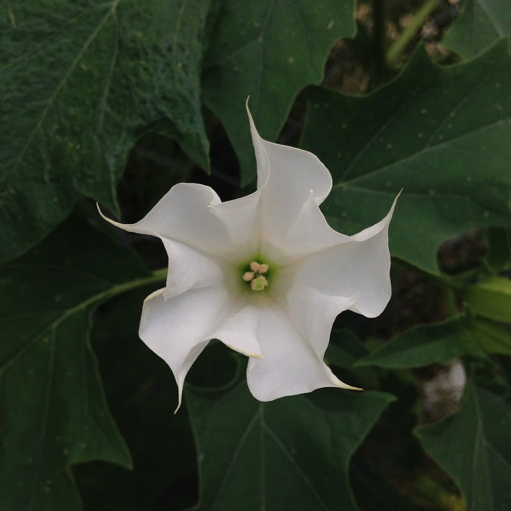 Open flower of Datura stramonium (Jimson Weed). Photo by Saara Nafici. (Brooklyn Botanic Garden