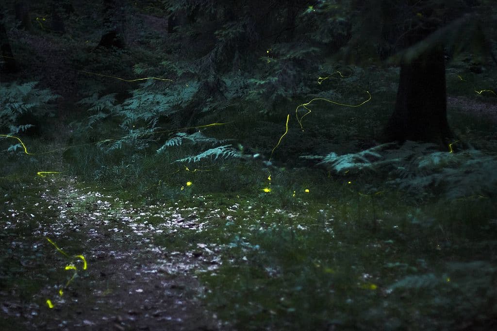 Fireflies in the woods near Nuremberg, Germany, 30-second exposure