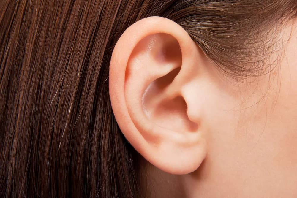 human ears
